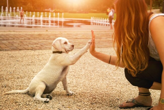 un chiot blanc tape avec sa patte dans la main dune femme accroupie face à lui
