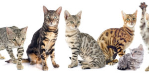 group of cats on a white background