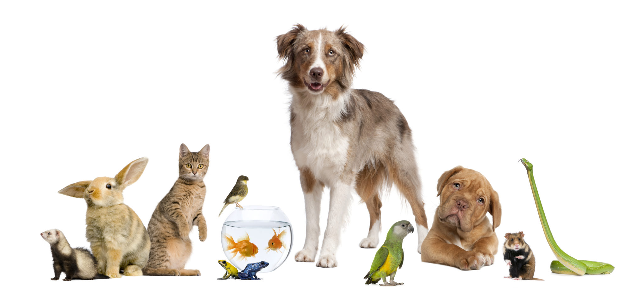 Atelier"Communication animale" 