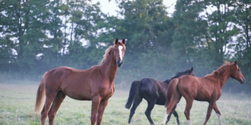 horses on foggy pasture in summer morning
