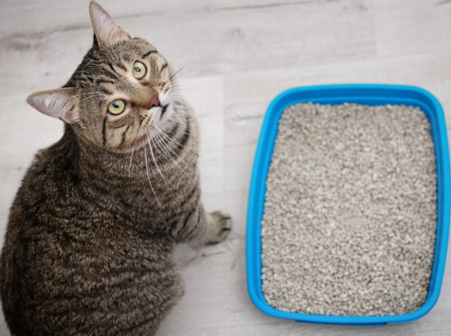 iStock-1127770927 chat,urine, pipi, caca hors litiere