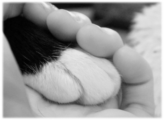 deuil animal 2 une photo en noir et blanc d'une patte d'un animal dans la main d'un humain