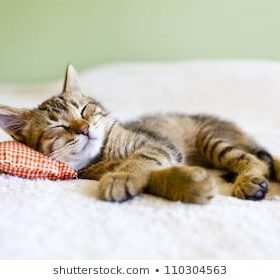 titre chat qui dort