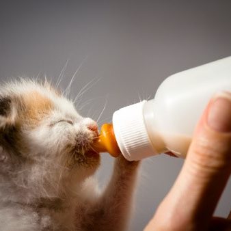 chaton biberon