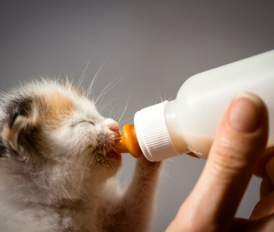 chaton biberon chaton biberon