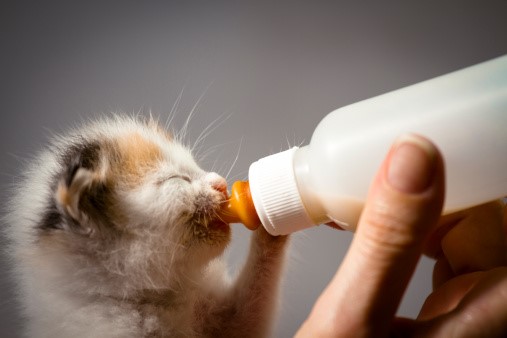 chaton biberon