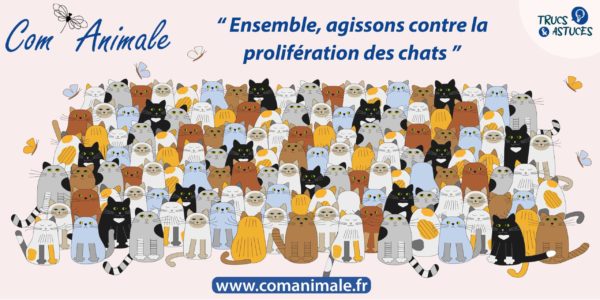 Chat Poitiers