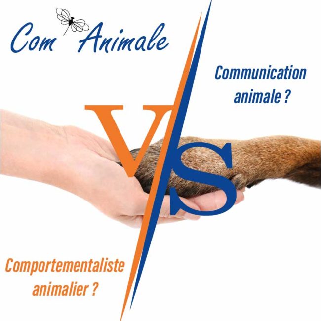 comportement chat chien