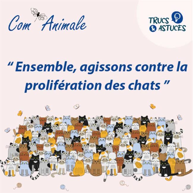 Chat chatons