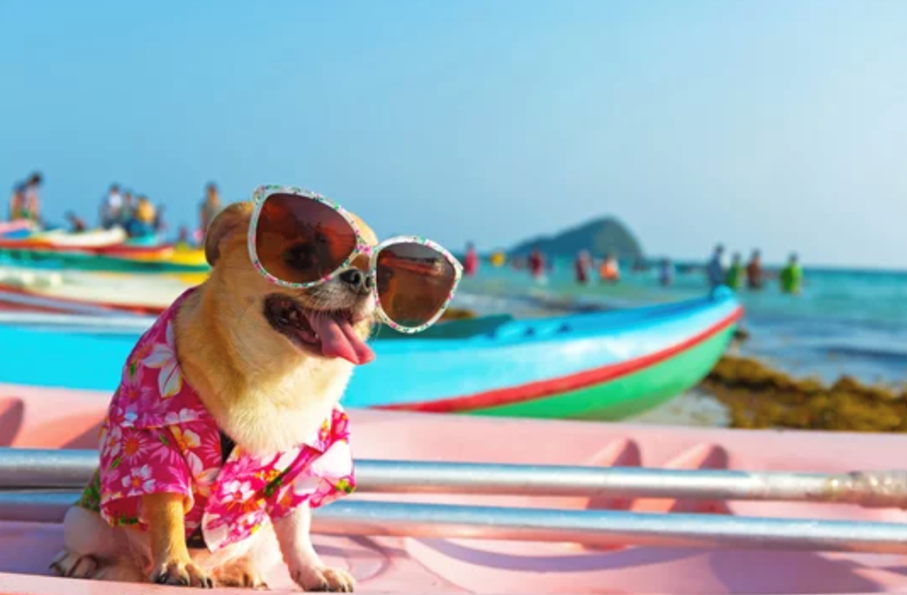 Chien qui a chaud et soif. Chien à la plage qui a très chaud et soif