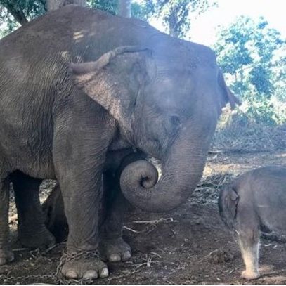 elephan21