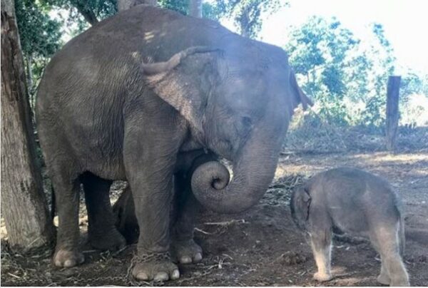 elephan21
