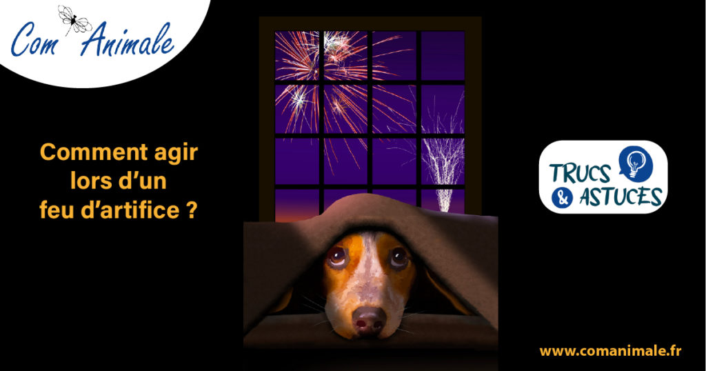 chat et chien peur des feux d'artifices