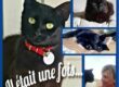 chat, litiere , poitiers