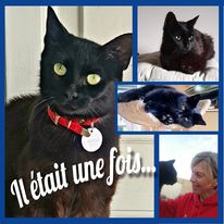 chat 11 chat, litiere , poitiers
