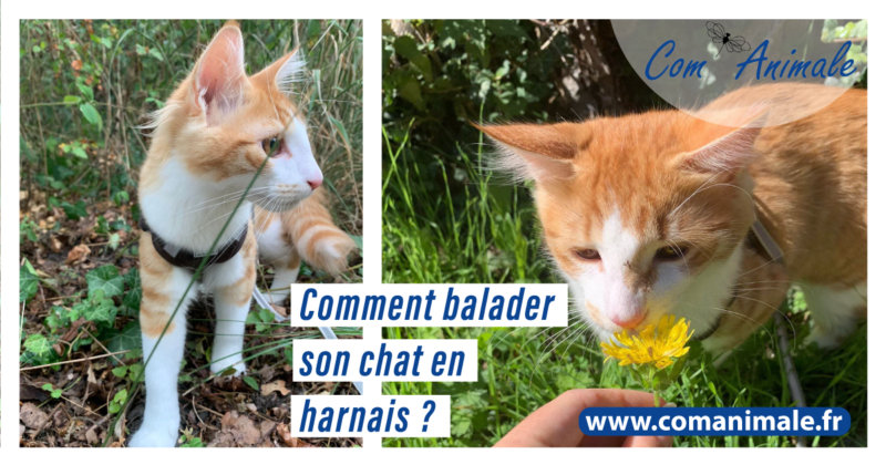 Deux photos de chats roux et blanc avec un harnais pour sortir en promenade