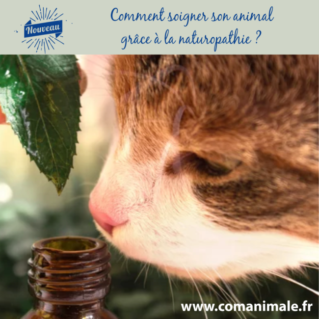 336979636_232611165922735_5845131310638528268_n photo d'un chat roux et blanc qui renifle un flacon de remèdes naturels