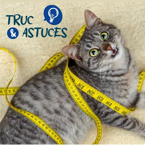 339936894_1699003093893751_5909881525218702776_n Un chat tigré gris est entouré d'un mètre ruban