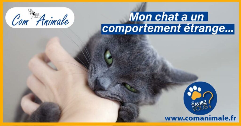 Un chat mord la main de son maitre qui le caresse