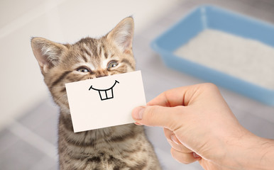 une main humaine tient un sourire dessiné sur une feuille de papier et la place devant le museau d'un chat tigré