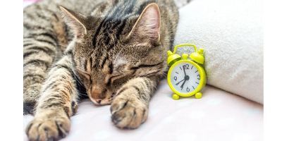 un chat tigré dort profondément la tête entre ses deux pattes avant. Un réveil est à côté de lui pour signifier que le temps passe