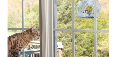 un chat tigré est sur un arbre à chat et regarde par la fenêtre une cabane à oiseaux