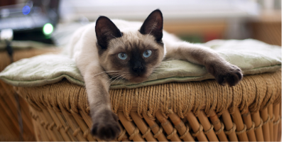 un chat siamois blanc avec les extrémités marron foncé et des yeux bleus est tranquillement couché dans un panier en osier
