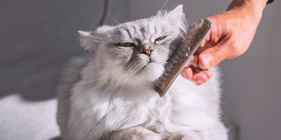 Un chat blanc en gros plan se fait brosser avec un peigne tenu par une main humaine pour enlever les poils