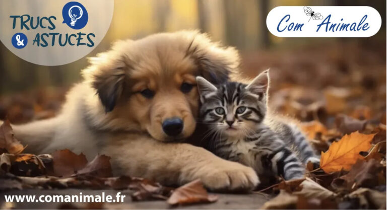 Un chiot et un chaton sont l'un contre l'autre au milieu de feuilles d'automne de couleur orange