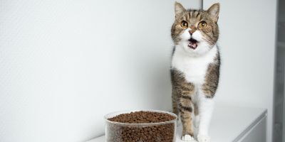 un chat tigré et blanc miaule devant sa gamelle de croquettes