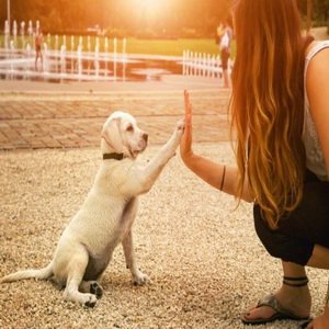 photo d'une femme accroupi face à un chiot blanc ils se tappent dans la main