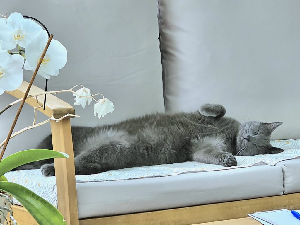 un chat gris foncé dort de tout son long sur un canapé blanc