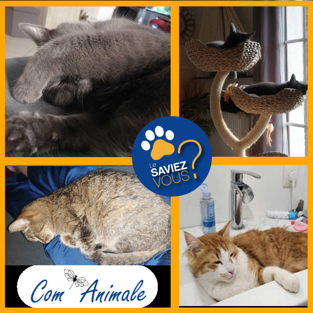 photo-carré-comportement-étrange-sommeil mosaique de photos de chats qui dorment