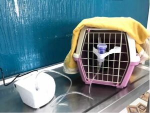 Une caisse de transport de chat sur laquelle est fixé un aérosol