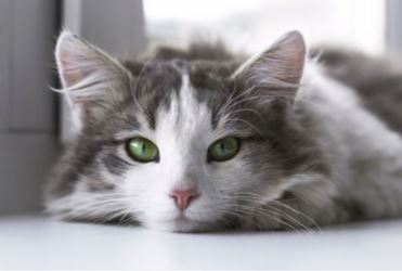 Un chat gris et blanc aux yeux vert est allongé en regardant l'objectif