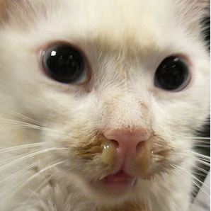 un chat blanc aux yeux grands ouverts a le nez purulant