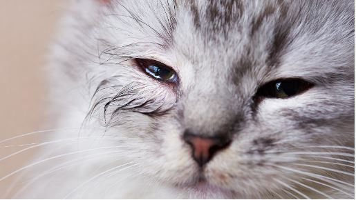 un chat gris très clair à les yeux larmoyants