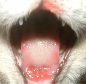La gueule ouverte d'un chat. Il y a des petites plaies rouges sur la langue