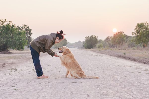 Sur un chemin, un chien de type labrador couleur crème est assis et donne sa patte à une femme face à lui