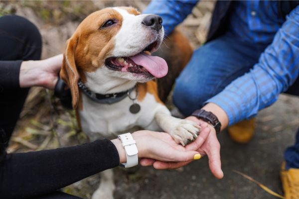 Un chien blanc avec des tâches rousses est heureux, la langue pendante. Il pose sa patte en confiance dans des mains d'humains