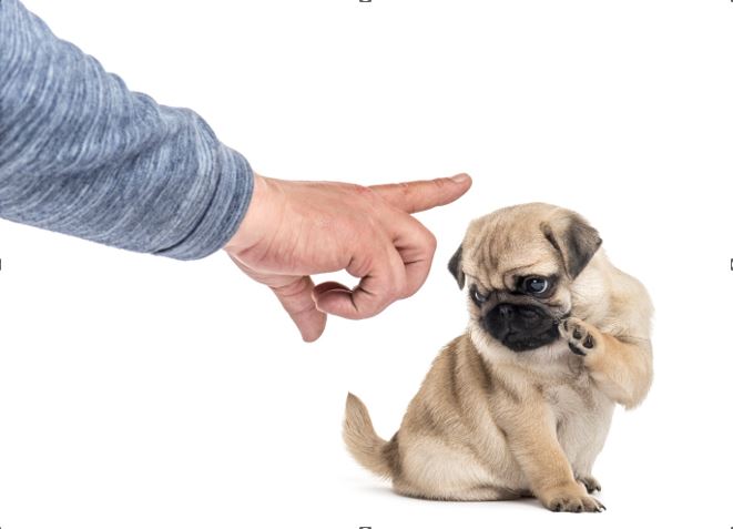 Un petit chiot couleur crème baise=se la tête devant un doigt menaçant d'un humain