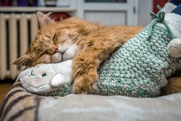 Un chat roux dort paisiblement sur un pied d'humain recouvert d'une chaussette moelleuse verte