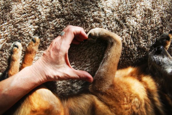 Une patte de chien recourbée forme un coeur avec une main d'homme recourbée