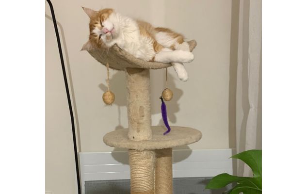 un chat roux et blanc est allongé sur un arbre à chat beige