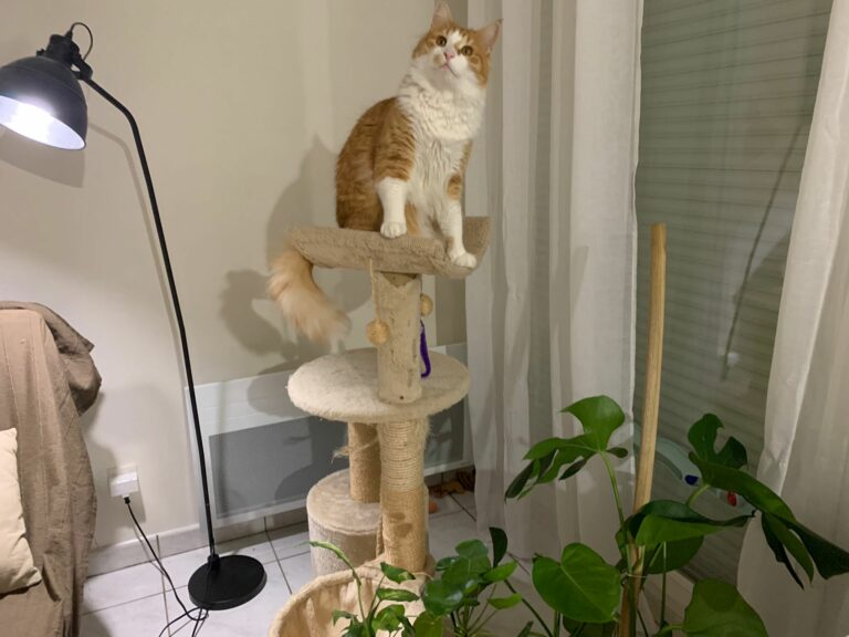 un chat roux et blanc est sur un arbre à chat beige