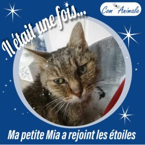 Une chatte tigrée marron regarde va mourir