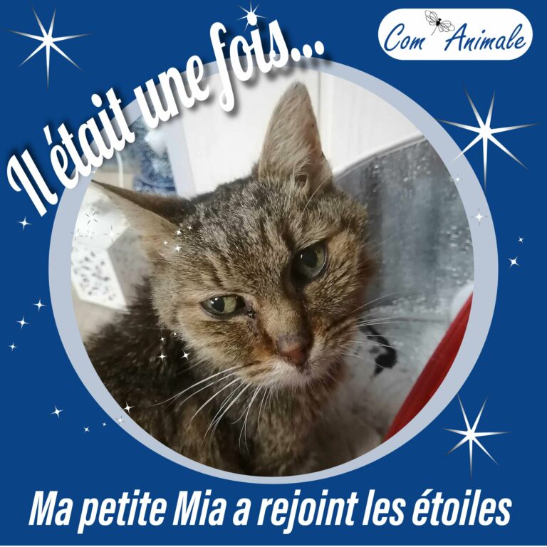 deuil animal couverture Une chatte tigrée marron regarde va mourir