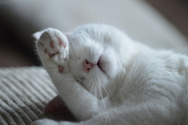 Un chat blanc en gros plan a sa patte qui lui recouvre le front.