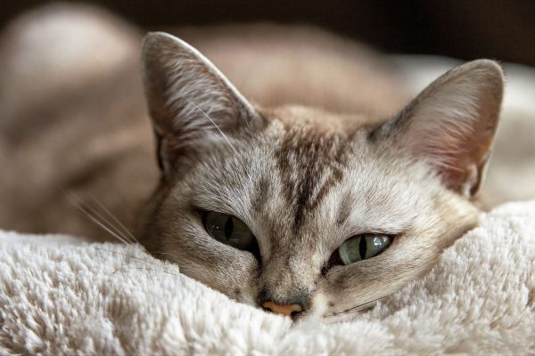 un chat beige tigré est en gros plan, les yeux verts à moitié fermés