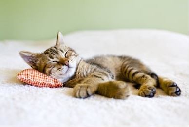 un chat tigré se repose sur un petit coussin rouge sous la tête